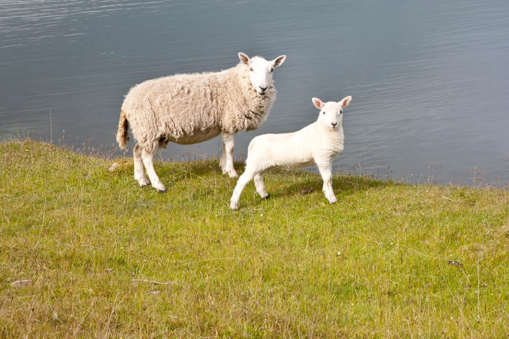 Schaap en lam in Schotland