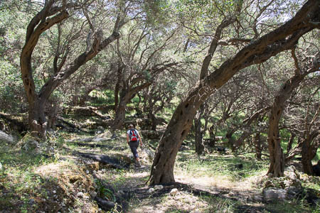 Olijfboomgaard op Corfu