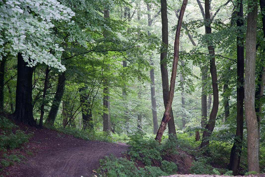 Mooi bos in Neutraal Moresnet