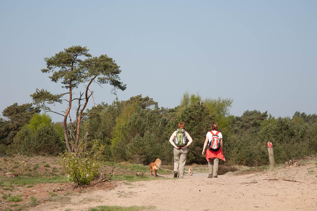 Wandelen op de Veluwe