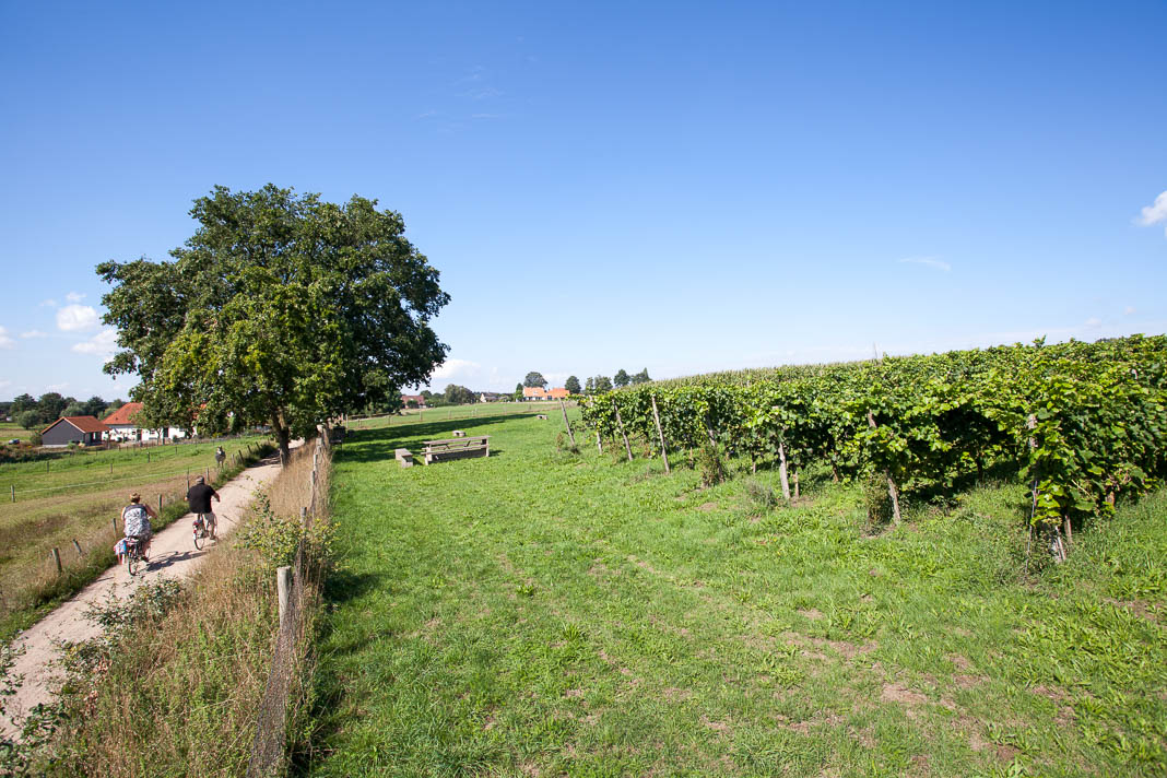 Fietsen langs Wijngaard Huis Bergh in Montferland