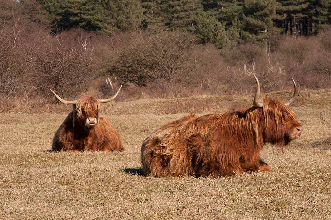 Schotse Hooglanders tijdens wandeling in de Kennemerduinen