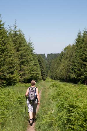 Wandelaar in de brandgang, Ardennen