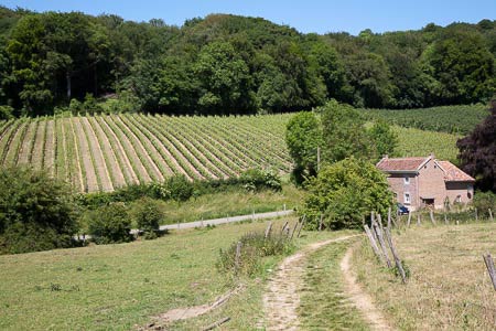 Uitzicht op wijngaard Krindael tijdens de Bronnenwandeling