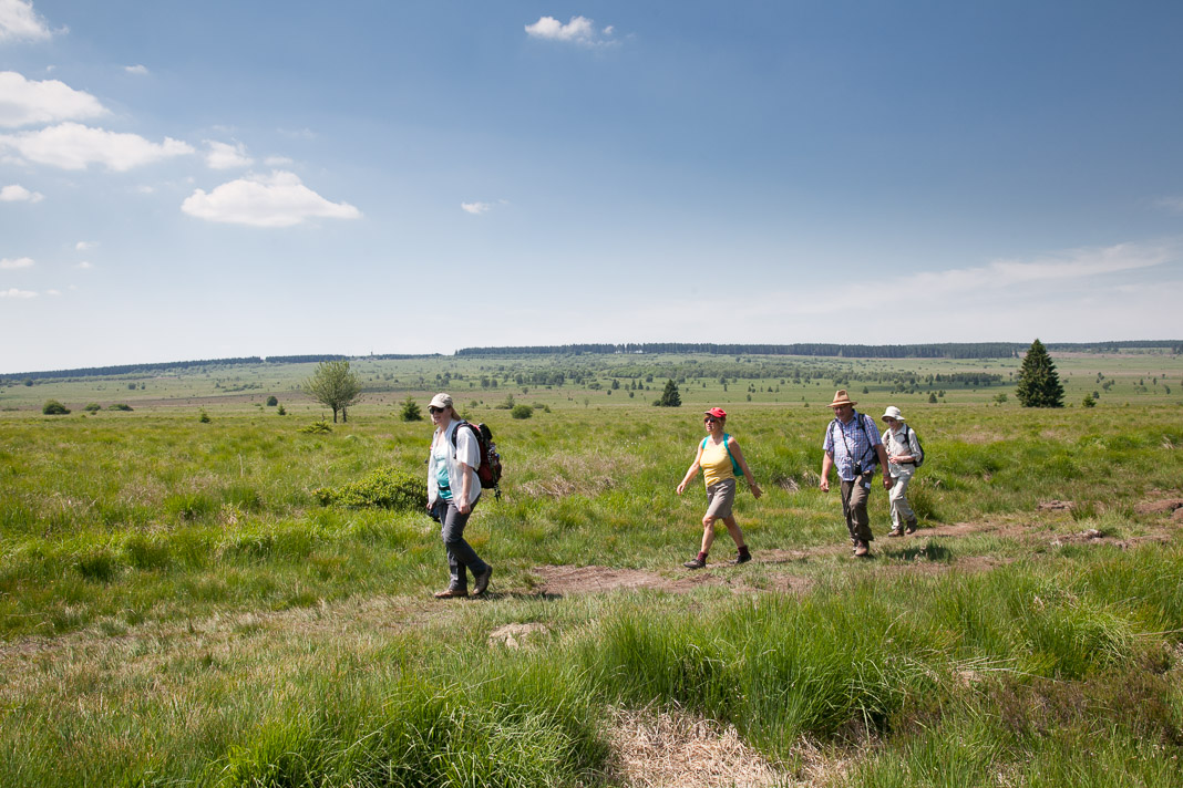 Wandelaars in de Hoge Venen