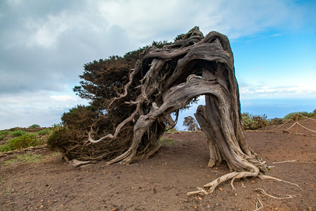 El Sabinar, El Hierro