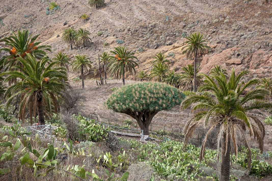 De enige drakenbloedboom op La Gomera