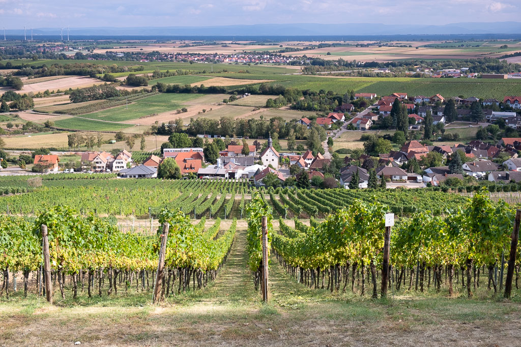 Wijnwandelen op de Deutsche Weinstrasse