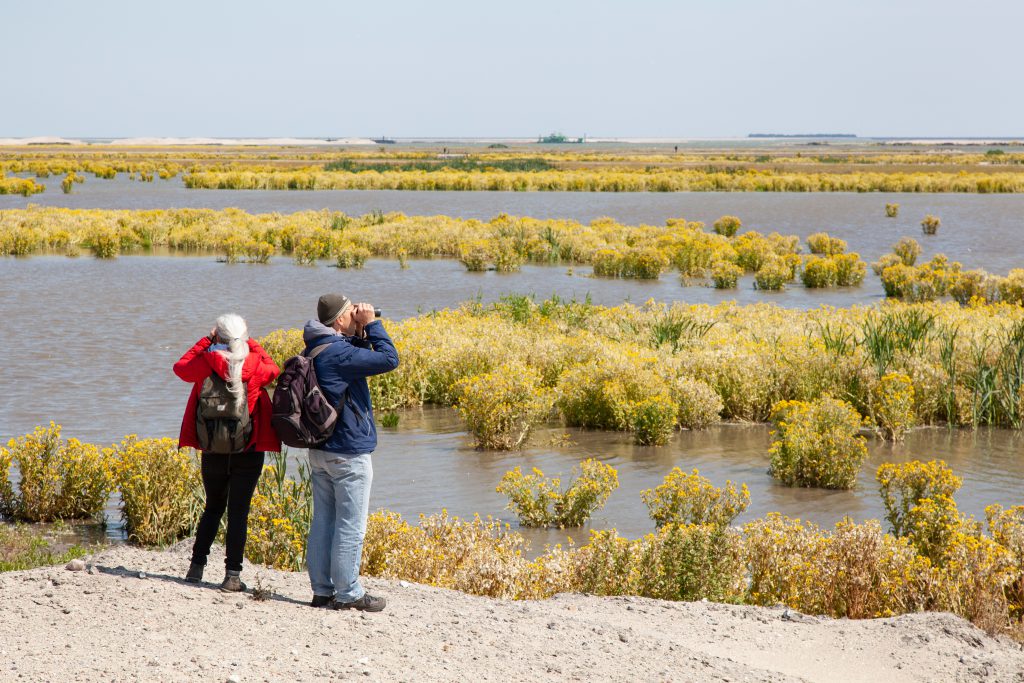 Vogelaars spotten vogels tussen de moerasandijvie op de Marker Wadden