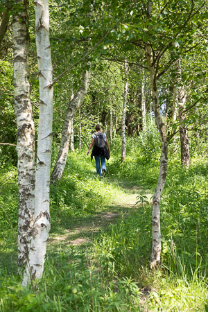 Wandelpad in de Dintelse Gorzen