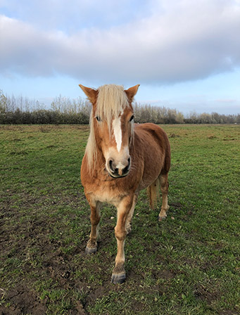 Paard in de Brabantse Biesbosch