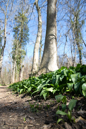 wandelen in het Savelsbos