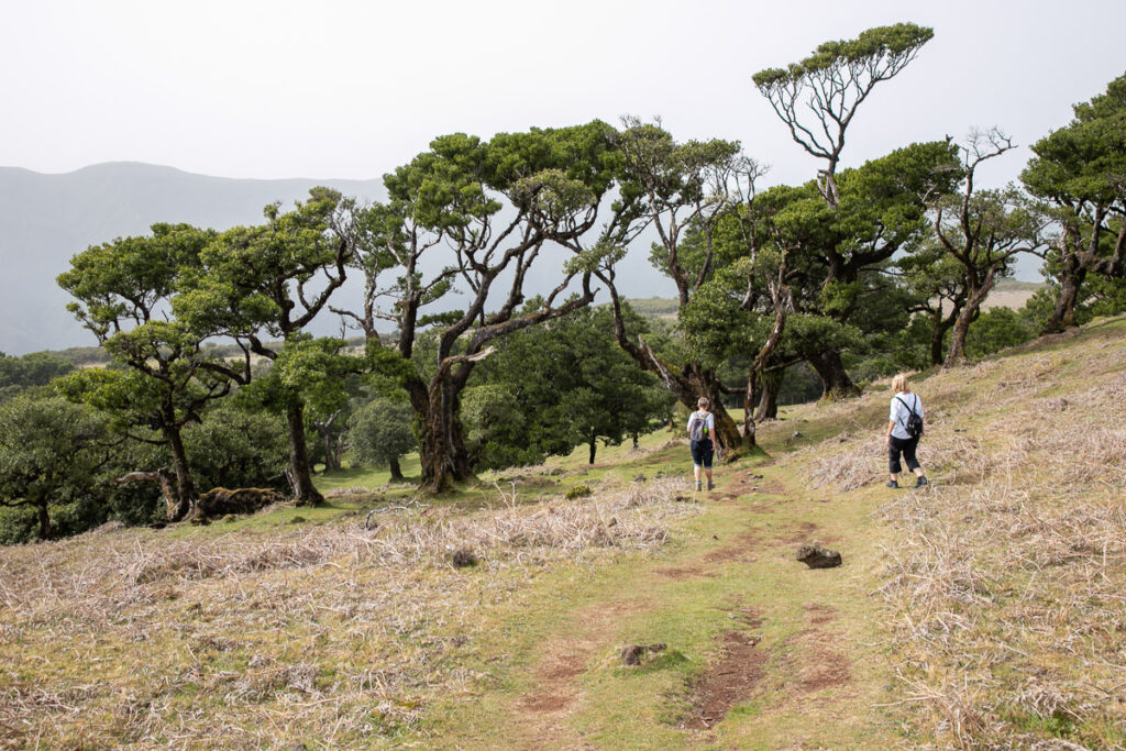 Fraaie bomen in Paúl da Serra