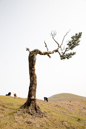 Leegte in Paúl da Serra