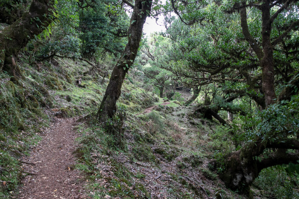 Paúl da Serra, nevelbos