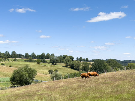 Landschap met koeien langs de Eifelsteig