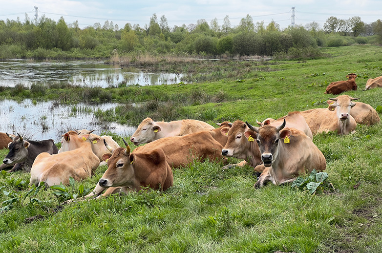 Koeien in het stroomgebied van de Beerze