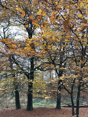 Beukenbomen in Planken Wambuis