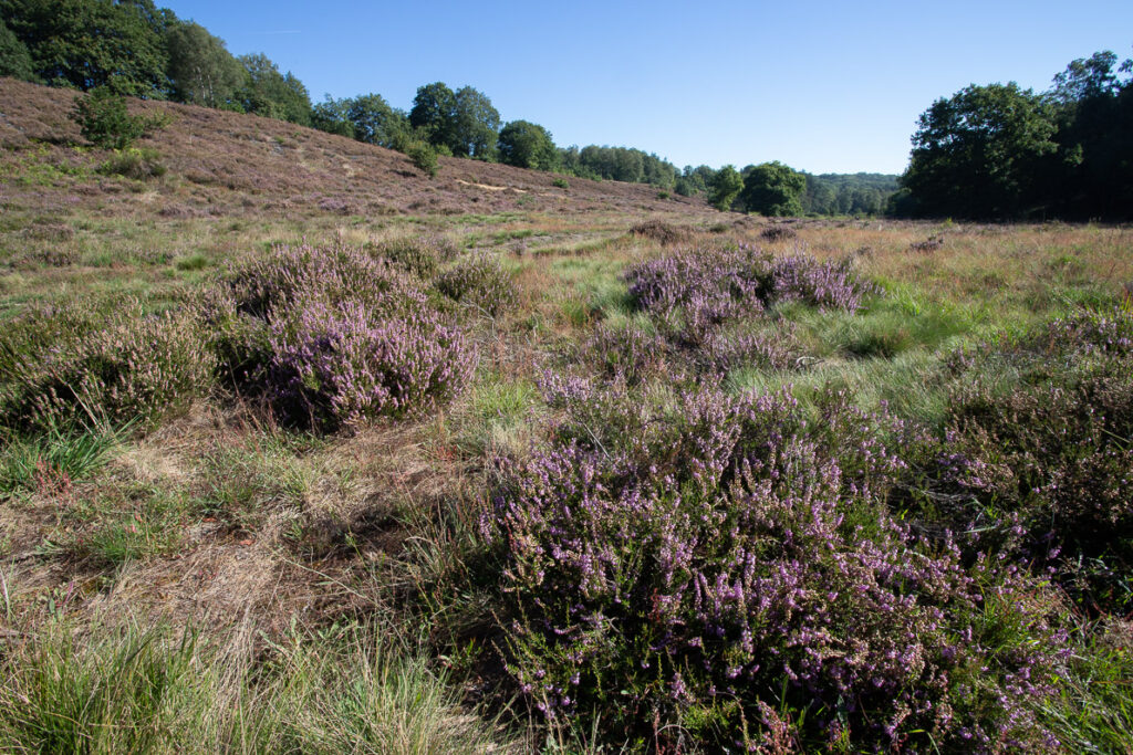 De Mechelse heide in Nationaal Park de Hoge Kempen