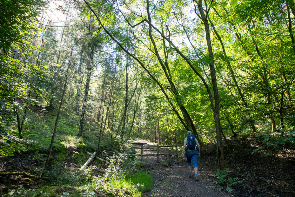 De paarse route gaat door het bos in Terhills, Nationaal Park De Hoge Kempen