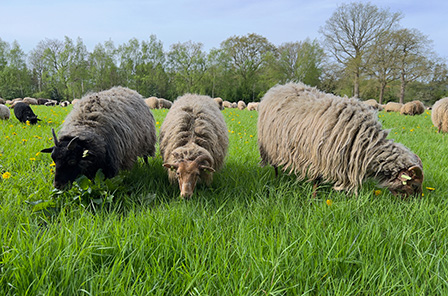 Drentse heideschapen