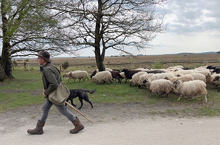 Schaapsherder met zijn kudde in Nationaal Park Dwingelderveld