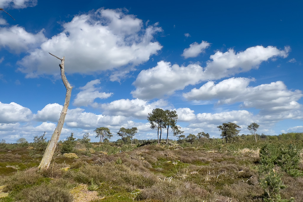 Het Drents-Friese Wold