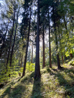 Fraai licht in het bos